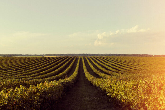 beautiful-retro-nature-with-field asaja
