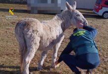 burro castrejón de la peña