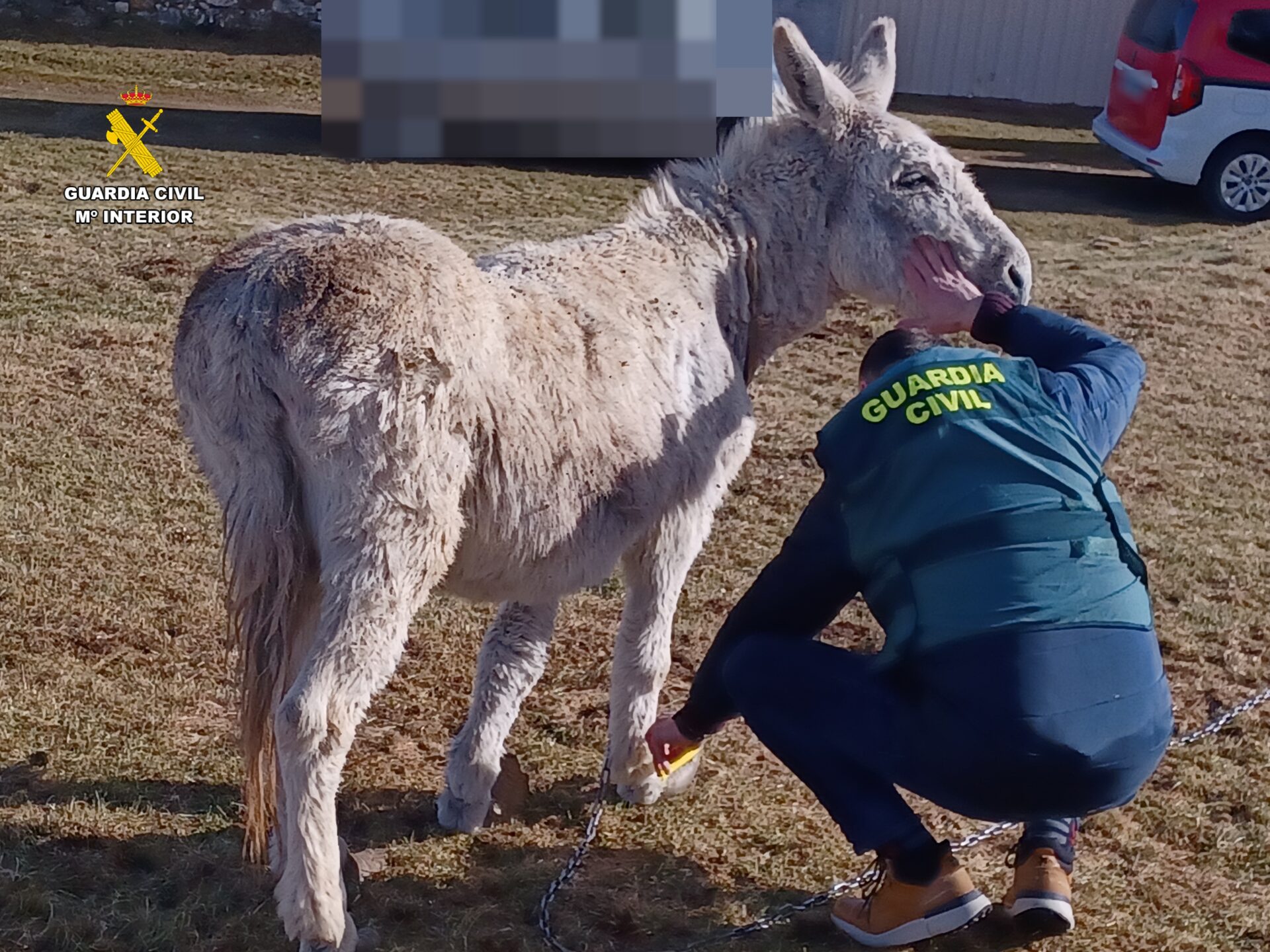 burro castrejón de la peña