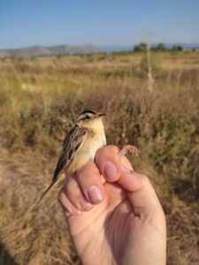 Carricerín Cejudo en las graberas de Fuentecantos (Soria)