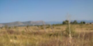 Carricerín Cejudo en las graberas de Fuentecantos (Soria)