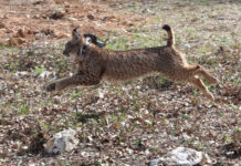 Tercera suelta de linces, en la imagen suelta de la hembra Valeriana de Portugal. Fotografía: Brágimo (ICAL)
