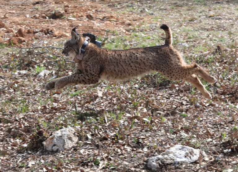 Tercera suelta de linces, en la imagen suelta de la hembra Valeriana de Portugal. Fotografía: Brágimo (ICAL)