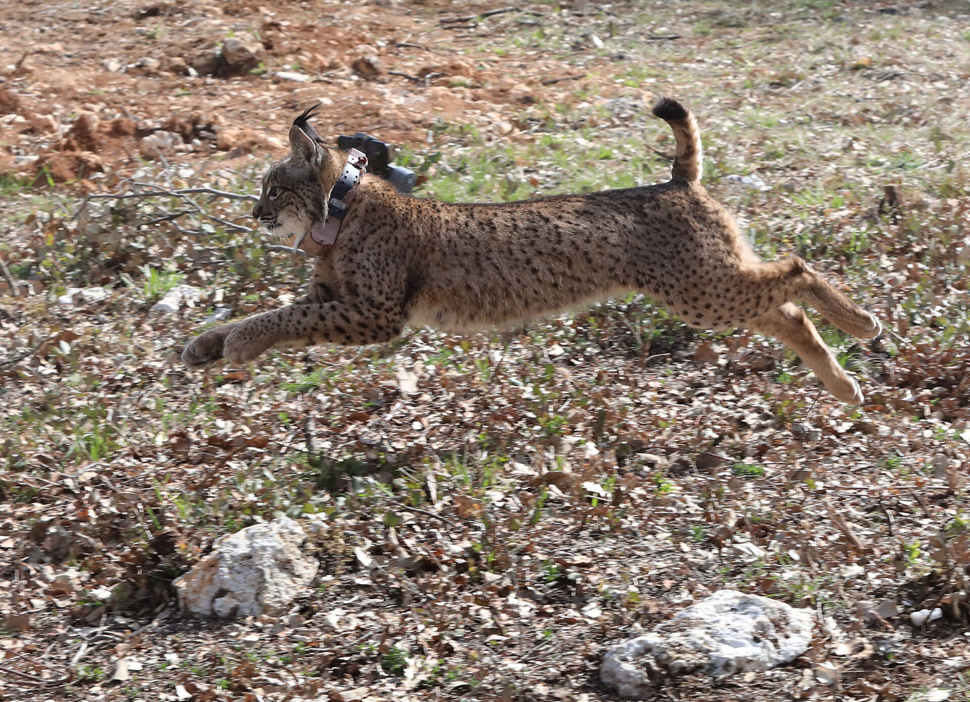 Tercera suelta de linces, en la imagen suelta de la hembra Valeriana de Portugal. Fotografía: Brágimo (ICAL)