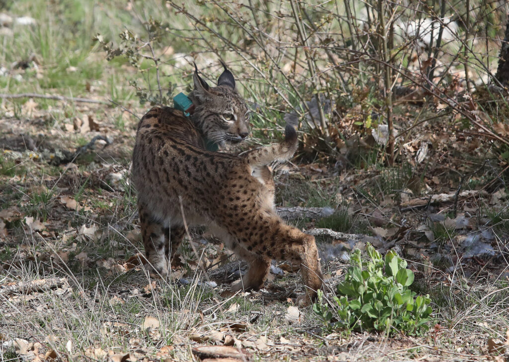 Tercera suelta de linces, en la imagen suelta de la hembra Valeriana de Portugal. Fotografía: Brágimo (ICAL)