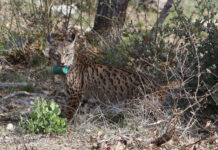 Tercera suelta de linces, en la imagen suelta de la hembra Valeriana de Portugal. Fotografía: Brágimo (ICAL)