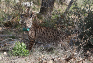 Tercera suelta de linces, en la imagen suelta de la hembra Valeriana de Portugal. Fotografía: Brágimo (ICAL)