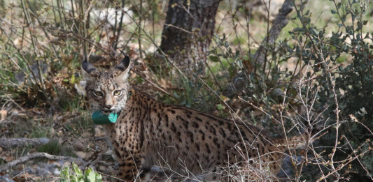 Tercera suelta de linces, en la imagen suelta de la hembra Valeriana de Portugal. Fotografía: Brágimo (ICAL)