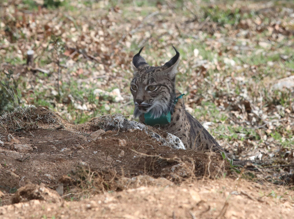 Tercera suelta de linces, en la imagen suelta de la hembra Valeriana de Portugal. Fotografía: Brágimo (ICAL)