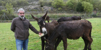 En el Centro de Ocio ‘Los Caños’, Luis Cantera se dedica ha conservar esta especie de burro en peligro de extinción