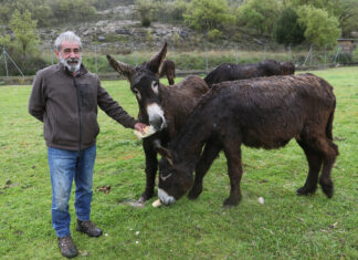 En el Centro de Ocio ‘Los Caños’, Luis Cantera se dedica ha conservar esta especie de burro en peligro de extinción