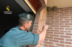 Guardia Civil, nidos Avión Común