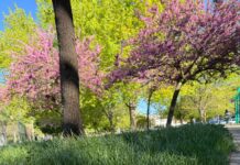Parques y zonas verdes