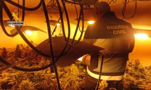 Plantación de marihuana en Herrera de Valdecañas