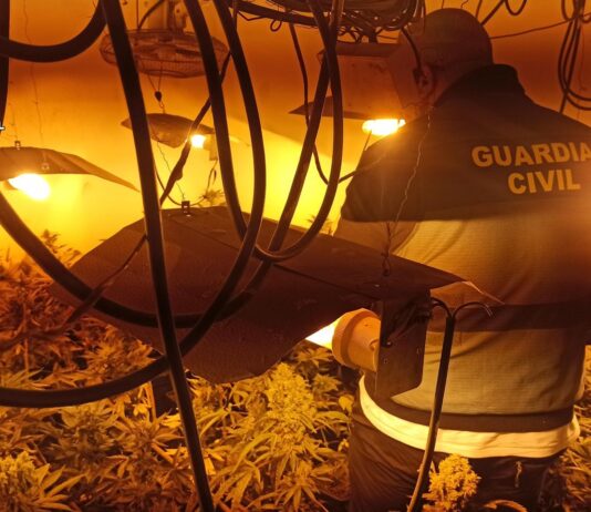 Plantación de marihuana en Herrera de Valdecañas