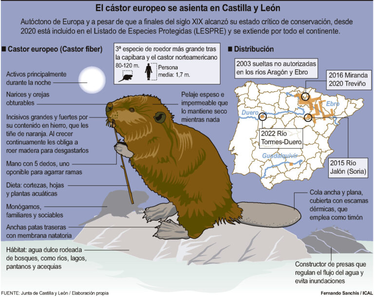 El cástor europeo se asienta en Castilla y León (15cmx12cm). Fernando Sanchís