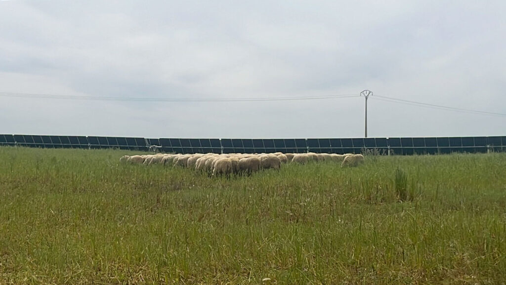 Ovejas pastando en los terrenos de un parque fotovoltaico en Tierra de Campos