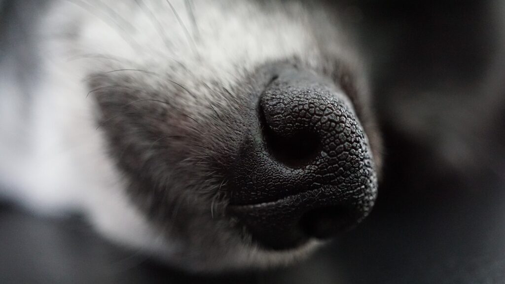 Imagen de archivo de un perro