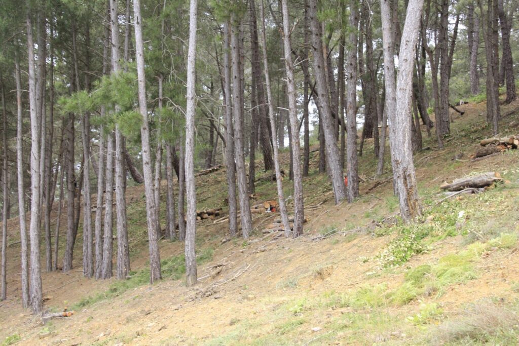 Monte Cornones en Saldaña