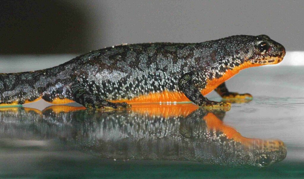 Tritón alpino