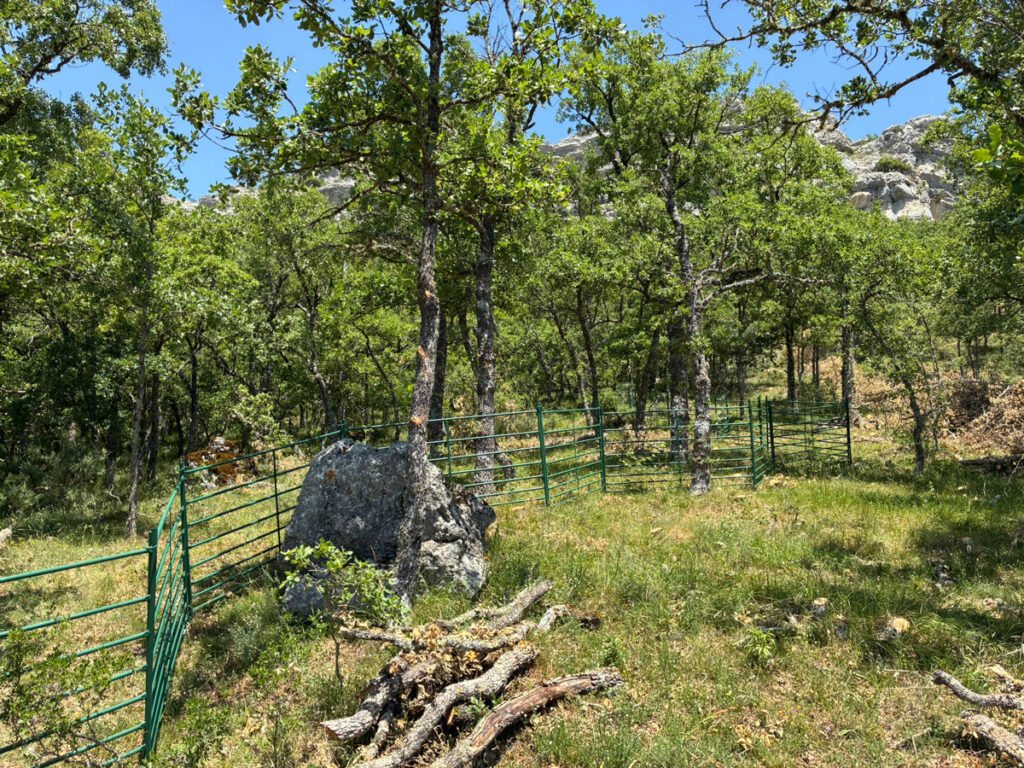 Cabras para debrozar el monte en el Geoparque de Las Loras