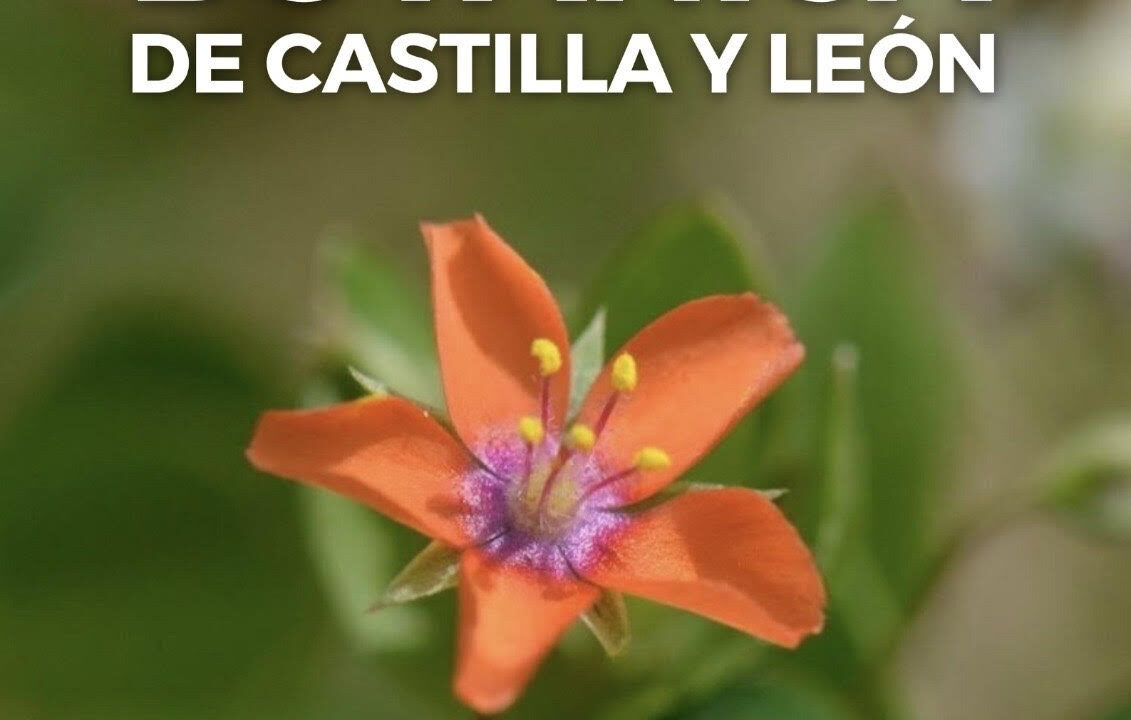 Concurso de fotografía Botánica de Castilla y León