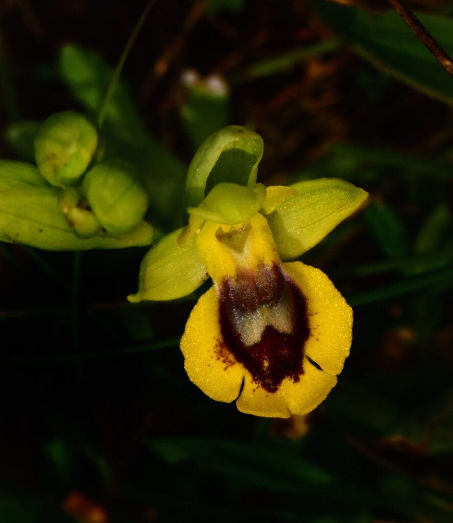 Ophrys lutea. (segundo premio)