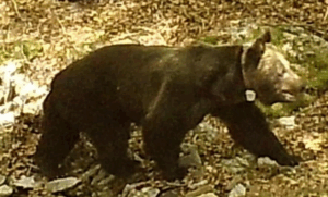 Oso radiomarcado en Palencia, en buen estado de salud, para la disponibilidad