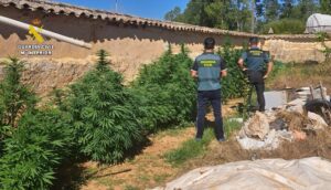 Investigado por cultivar marihuana en Olmos de Ojeda. Fotografía: Guardia Civil