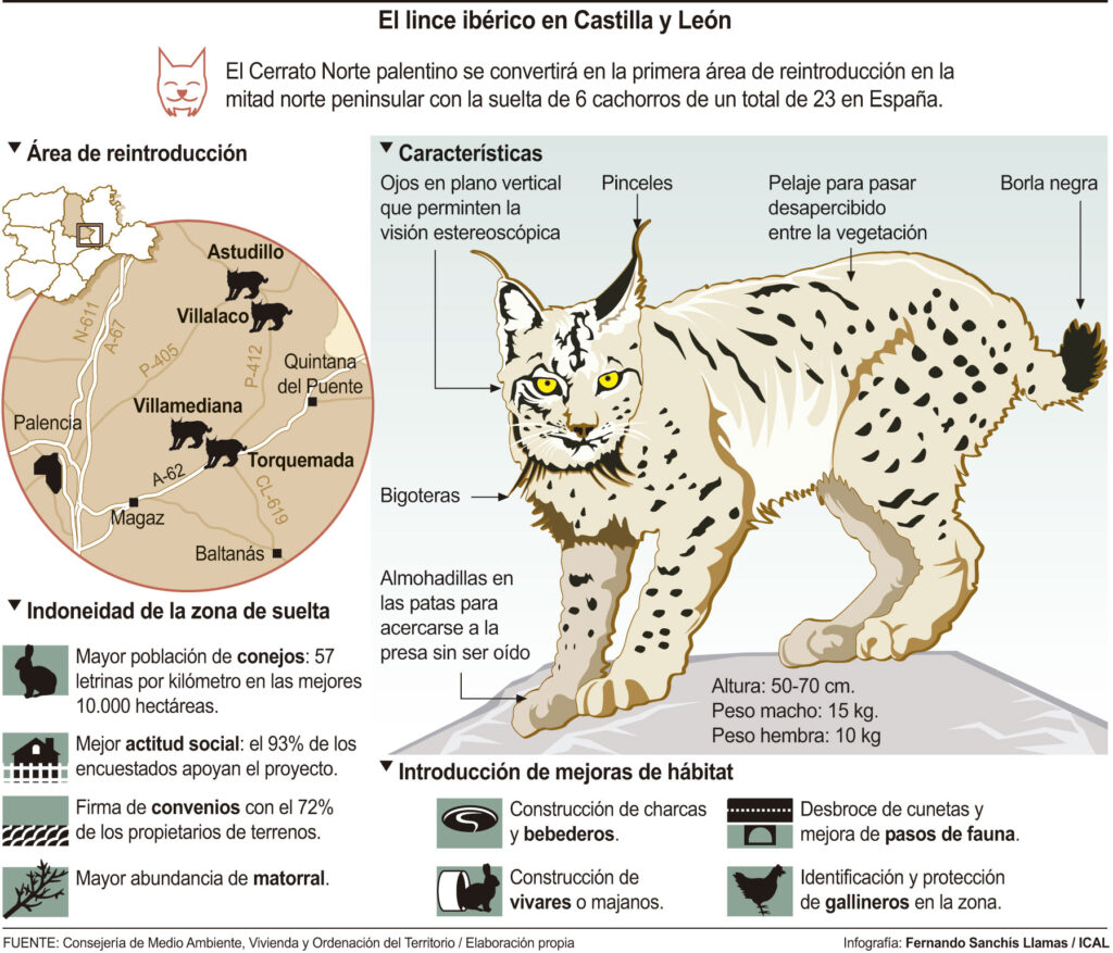 Lince-ibérico-en-Castilla-y-León
