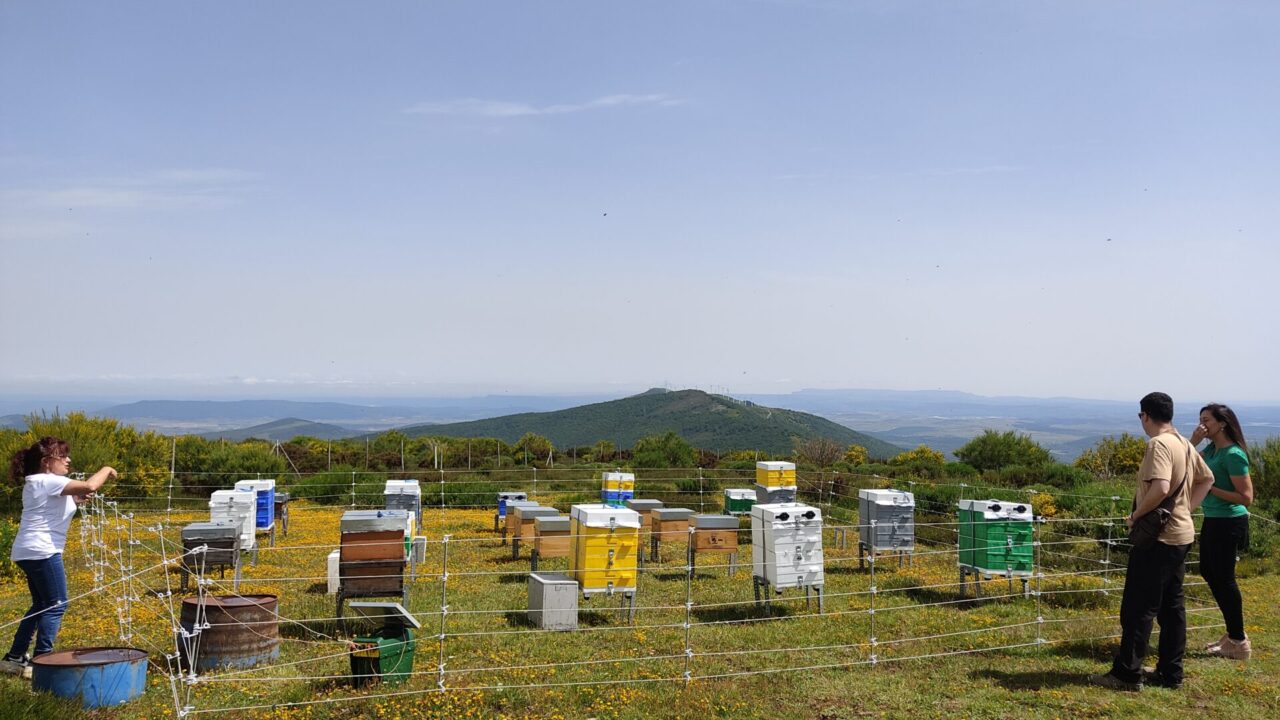 Reactiva Brañosera -Colmenas