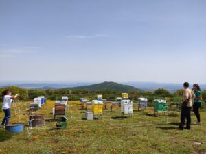 Reactiva Brañosera -Colmenas