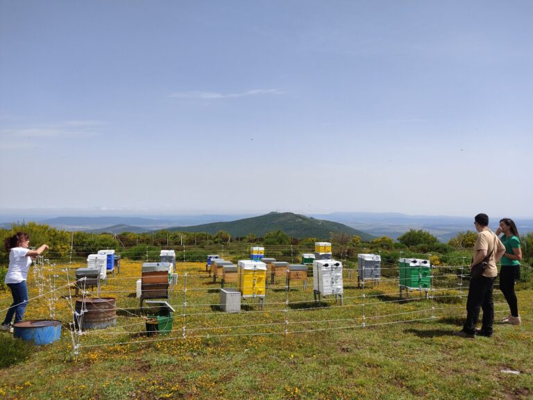 Reactiva Brañosera -Colmenas