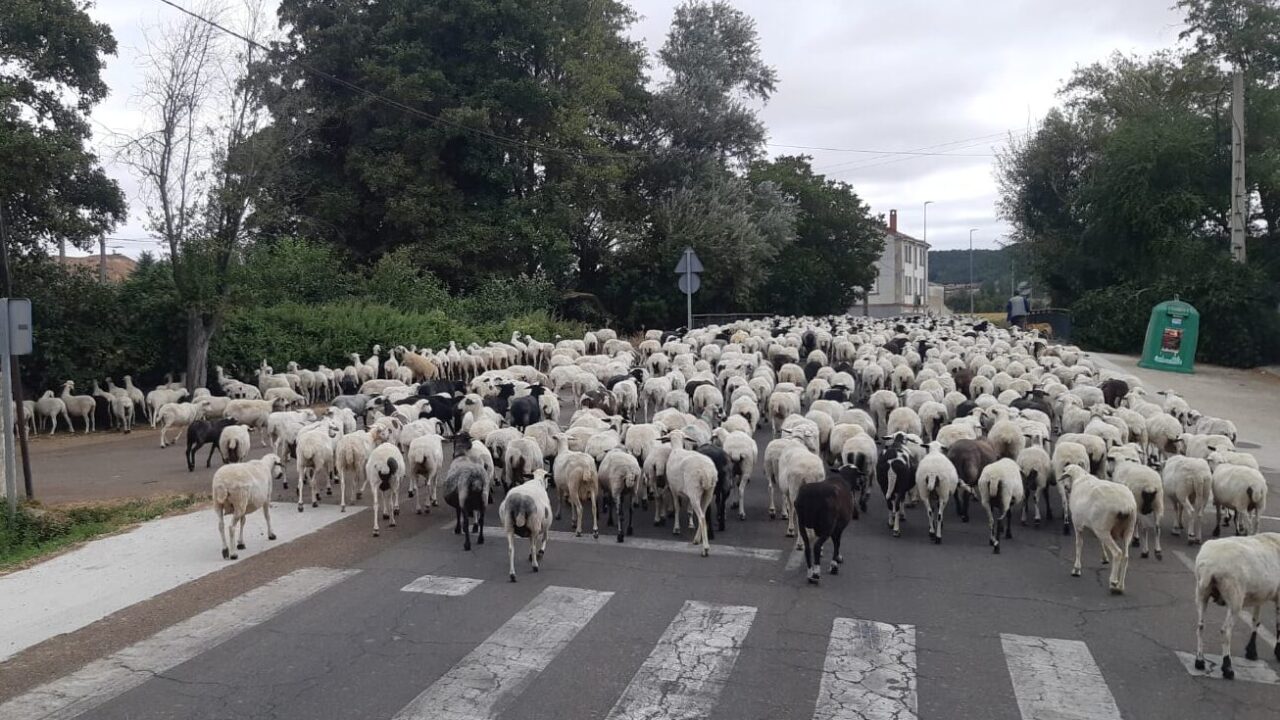 Un rebaño de ovejas en  una carretera de la provincia de Palencia.  / Óscar Herrero