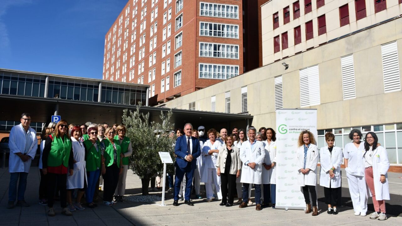 Olivo plantado en la plaza del Hospital de Palencia. / JCYL