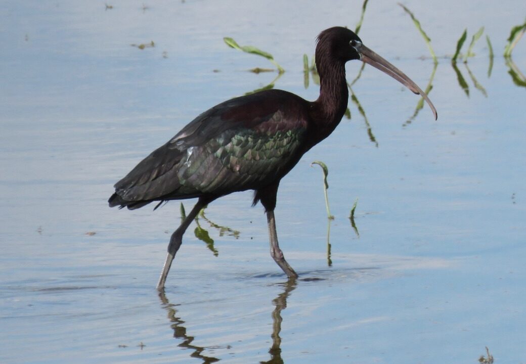 Juan Luis Hernández, SEO Birdilife - Ejemplar de morito, un ave que habita en las lagunas de Castilla y León