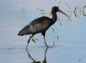 Juan Luis Hernández, SEO Birdilife - Ejemplar de morito, un ave que habita en las lagunas de Castilla y León