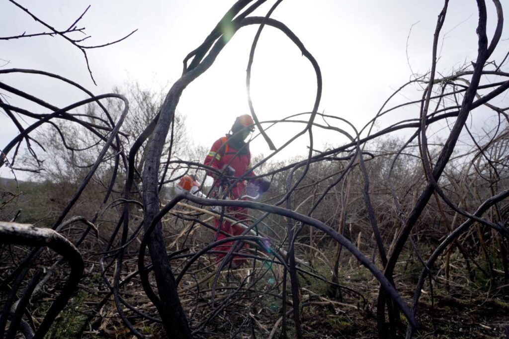 Trabajador limpiando área afectada por incendios forestales