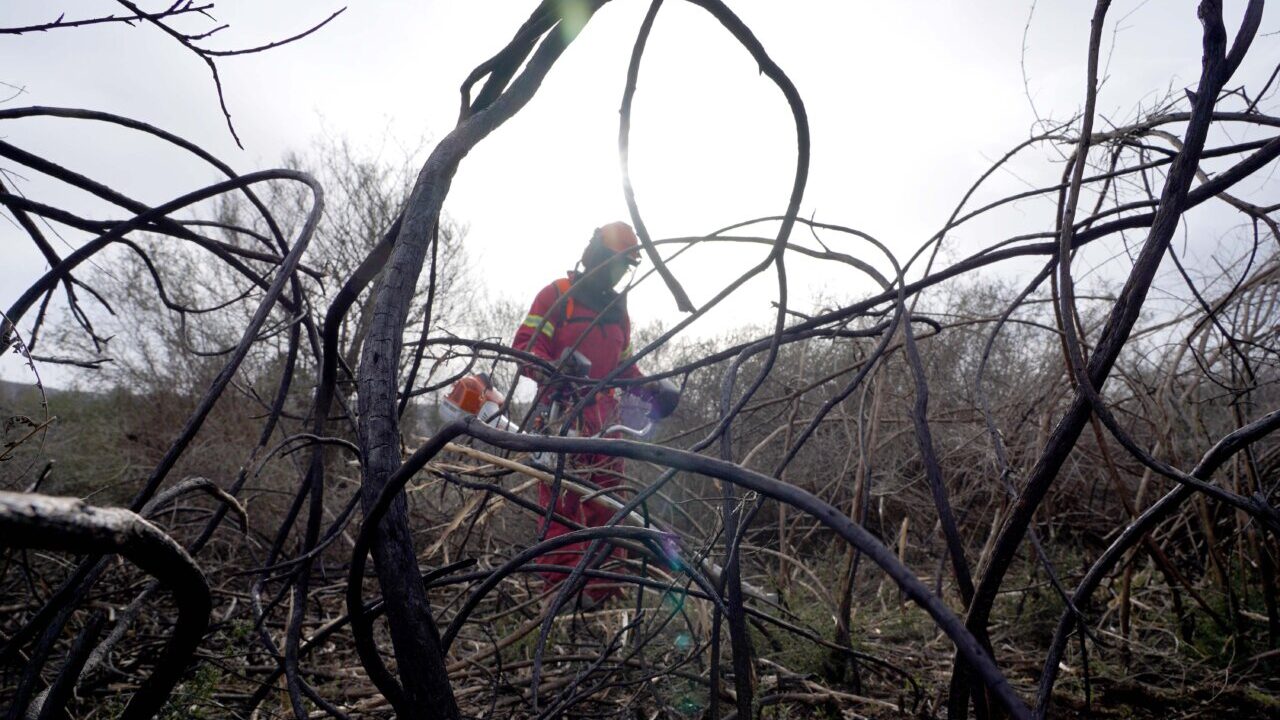 Trabajador limpiando área afectada por incendios forestales