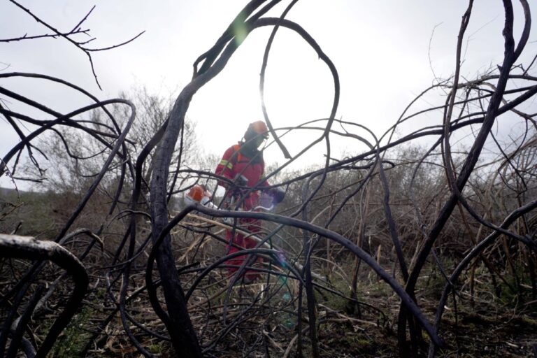 Trabajador limpiando área afectada por incendios forestales