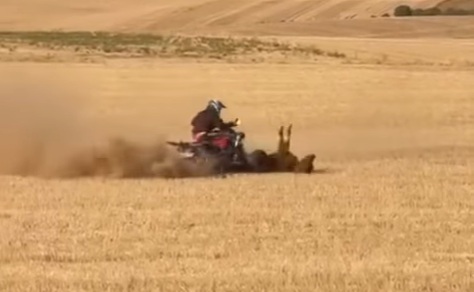 Atropello en Bolaños de Campos de una vaquilla