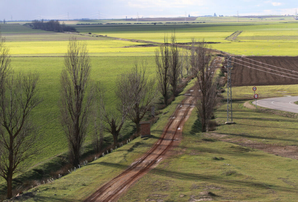 Vista de un camino rural en Tierra de Campos con árboles y campos verdes