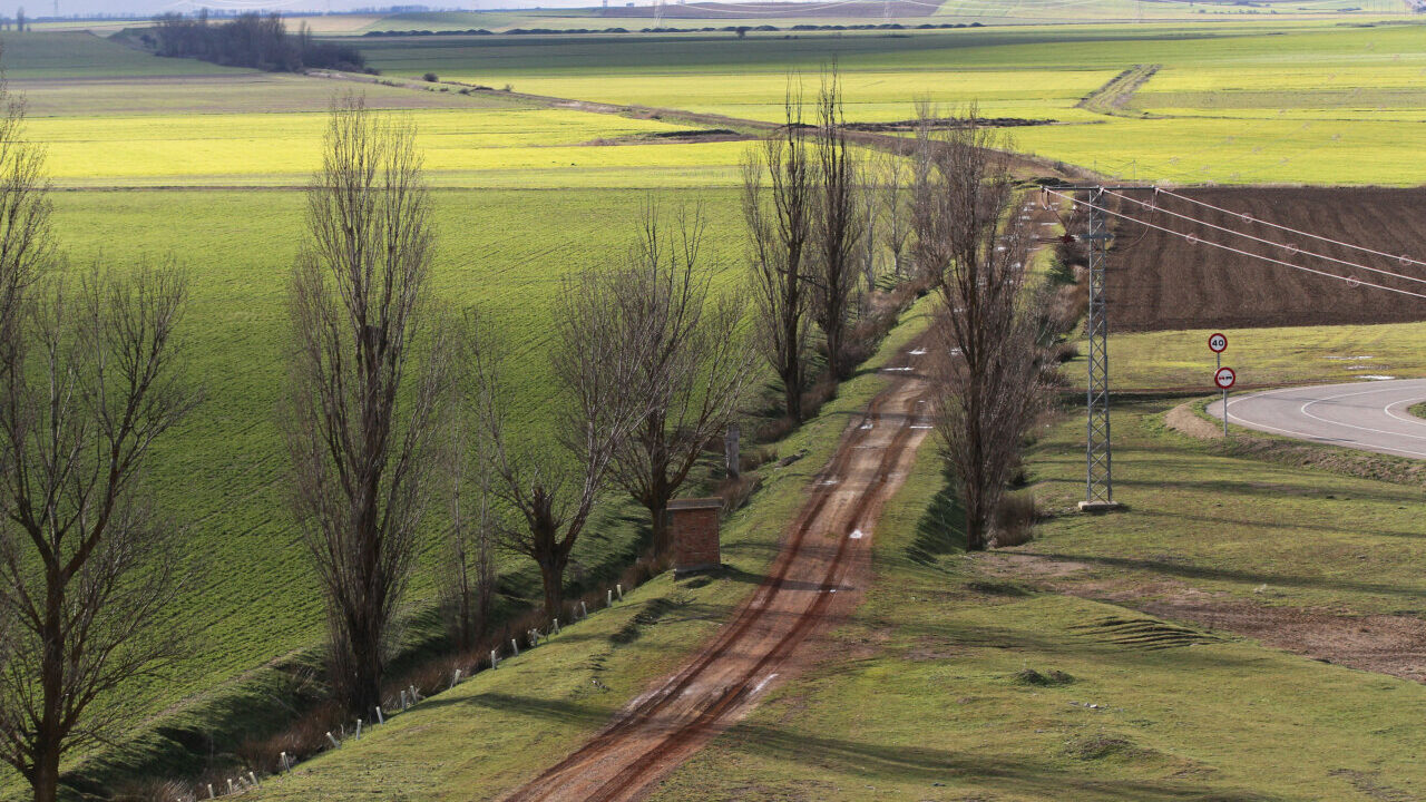 Vista de un camino rural en Tierra de Campos con árboles y campos verdes
