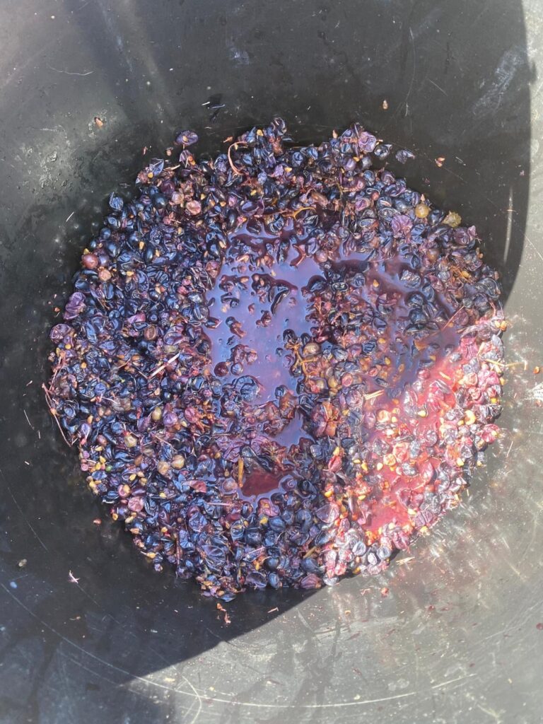 revenga de campos jornada vino (1)