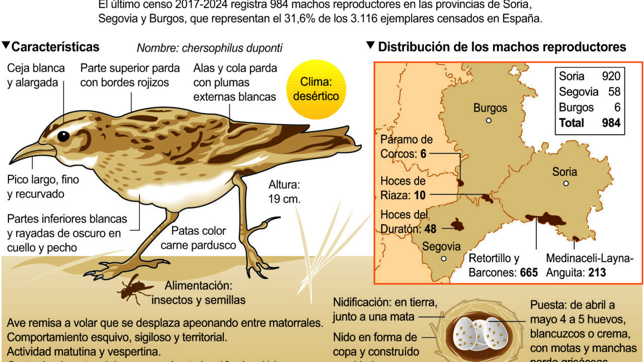 Infografía sobre la alondra ricotí y su distribución en Castilla y León.