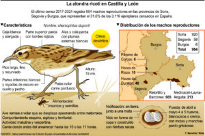 Infografía sobre la alondra ricotí y su distribución en Castilla y León.