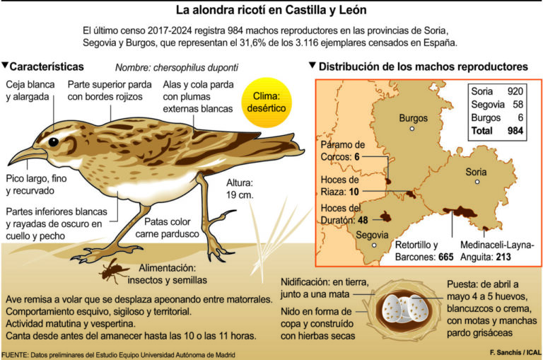 Infografía sobre la alondra ricotí y su distribución en Castilla y León.