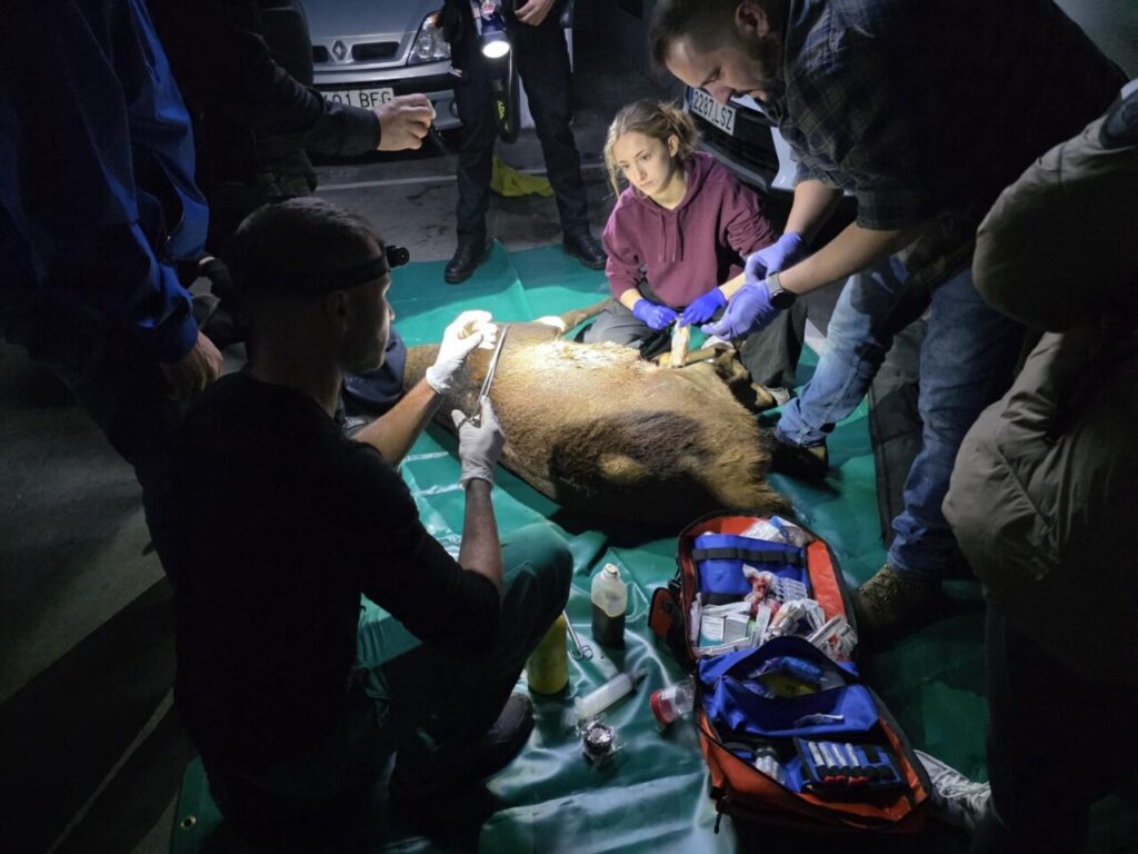 Equipo de veterinarios atendiendo a un ciervo herido en un aparcamiento