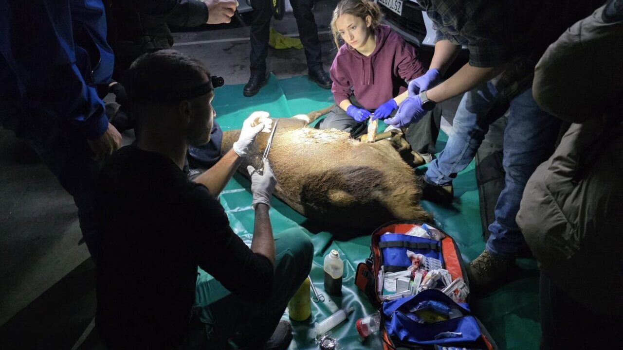 Equipo de veterinarios atendiendo a un ciervo herido en un aparcamiento