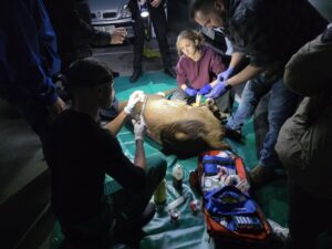 Equipo de veterinarios atendiendo a un ciervo herido en un aparcamiento